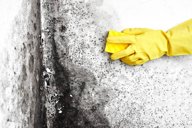 Water Damage Restoration in Garden City, MI