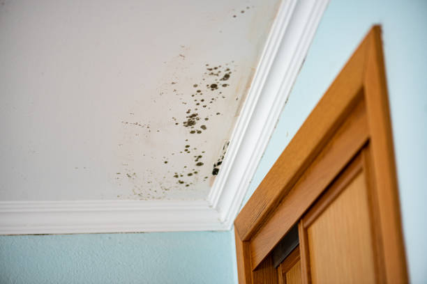 Best Residential Mold Removal  in Garden City, MI