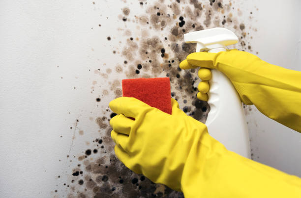 Best Mold Removal Company Near Me  in Garden City, MI