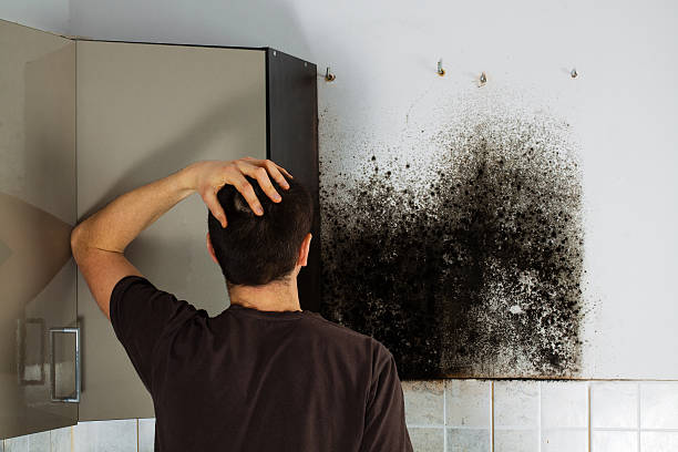 Best Home Mold Removal  in Garden City, MI